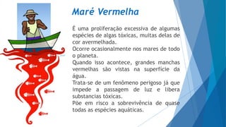 Maré Vermelha
É uma proliferação excessiva de algumas
espécies de algas tóxicas, muitas delas de
cor avermelhada.
Ocorre ocasionalmente nos mares de todo
o planeta.
Quando isso acontece, grandes manchas
vermelhas são vistas na superfície da
água.
Trata-se de um fenômeno perigoso já que
impede a passagem de luz e libera
substancias tóxicas.
Põe em risco a sobrevivência de quase
todas as espécies aquáticas.
 