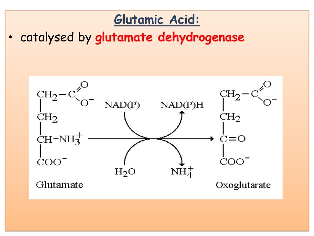 Degradation of amino acids