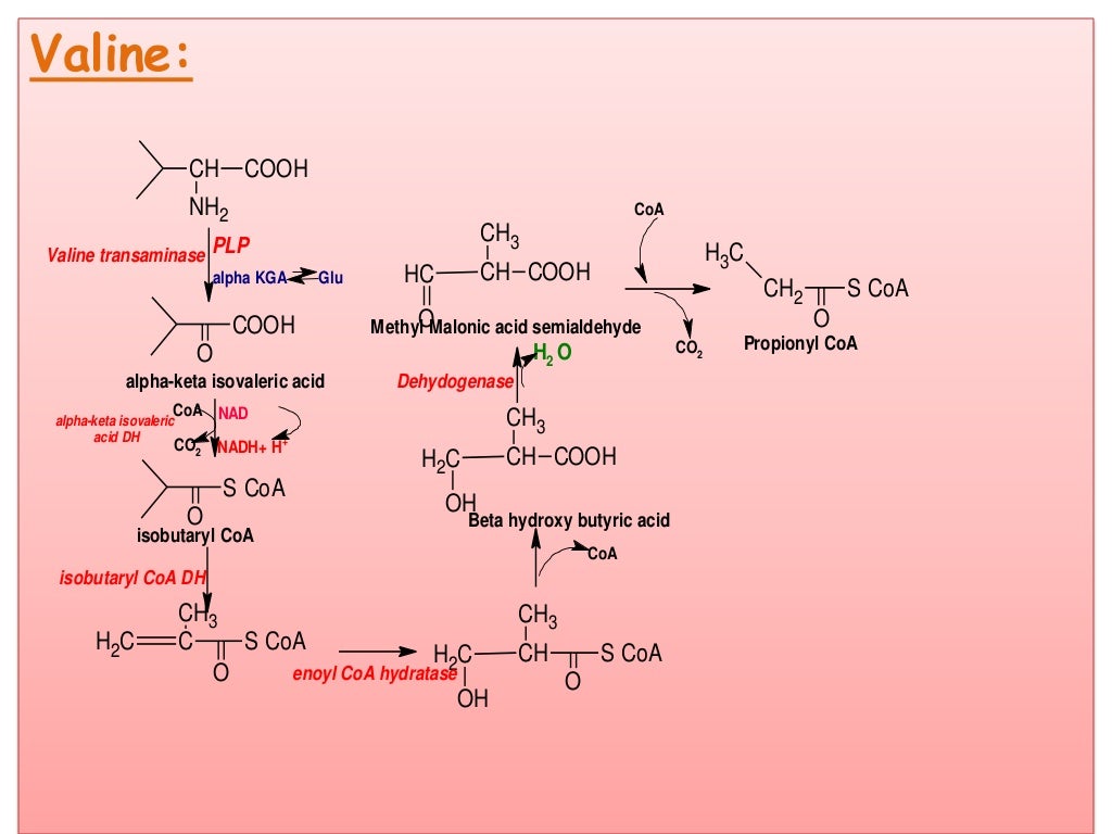 Degradation of amino acids