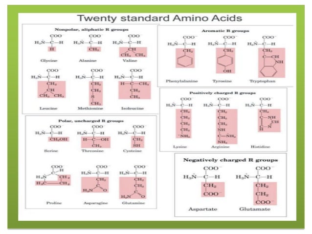 degradation of amino acids