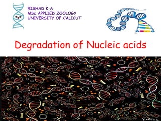 Degradation of Nucleic acids
 