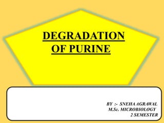 BY :- SNEHA AGRAWAL
M.Sc. MICROBIOLOGY
2 SEMESTER
DEGRADATION
OF PURINE
 
