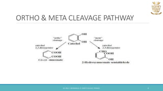ORTHO & META CLEAVAGE PATHWAY
DR. ANU P. ABHIMANNUE, ST. MARY'S COLLEGE, THRISSUR. 6
 