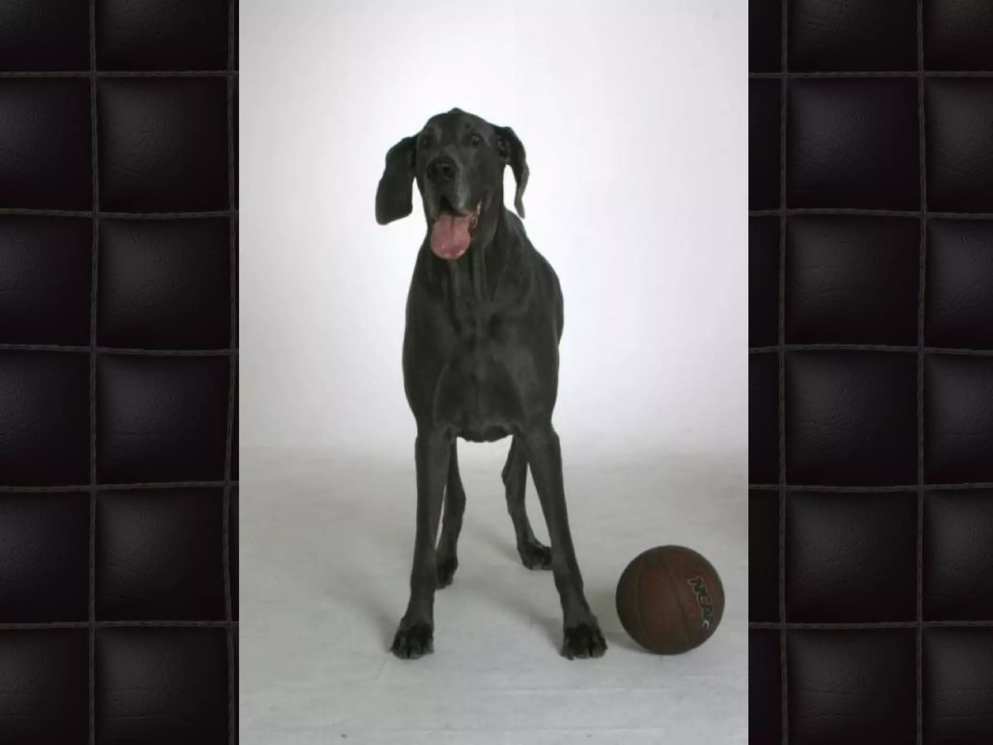 De grootste hond van de wereld | PPS | Dogs | Pets
