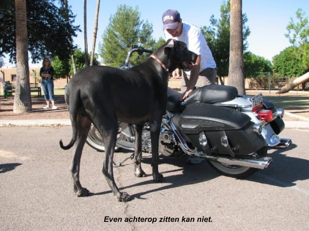 De grootste hond van de wereld | PPS | Dogs | Pets