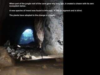 When part of the jungle roof of the cave gave way long ago, it created a chasm with its own
ecosystem below.
A new species of insect was found in this area. It has no pigment and is blind.
The plants have adopted to the change in climate.
 