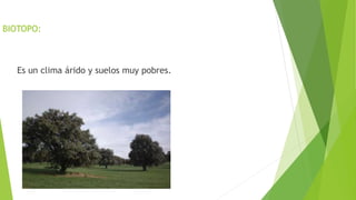 BIOTOPO:
Es un clima árido y suelos muy pobres.
 