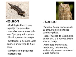 • ESLIZÓN
-Morfología: Parece una
lagartija con patas tan
reducidas, que apenas se le
ven. Ojos pequeños y cola
cilíndrica, como su cuerpo.
- Gestación: la hembra suele
parir en primavera de 2 a 4
crías.
- Alimentación: pequeños
invertebrados
• AUTILLO
-Tamaño: Rapaz nocturna, de
50 cms. Plumaje de tonos
pardos y grises.
-Nidos: huecos de los árboles,
ponen de 2 a 5 huevos. Suele
vivir en pareja.
-Alimentación: Insectos,
mariposas, saltamontes,
arañas, algunas veces ratones
y aves menores.
 