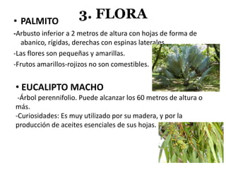 3. FLORA• PALMITO
-Arbusto inferior a 2 metros de altura con hojas de forma de
abanico, rígidas, derechas con espinas laterales.
-Las flores son pequeñas y amarillas.
-Frutos amarillos-rojizos no son comestibles.
• EUCALIPTO MACHO
-Árbol perennifolio. Puede alcanzar los 60 metros de altura o
más.
-Curiosidades: Es muy utilizado por su madera, y por la
producción de aceites esenciales de sus hojas.
 