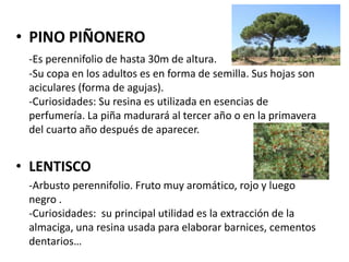 • PINO PIÑONERO
-Es perennifolio de hasta 30m de altura.
-Su copa en los adultos es en forma de semilla. Sus hojas son
aciculares (forma de agujas).
-Curiosidades: Su resina es utilizada en esencias de
perfumería. La piña madurará al tercer año o en la primavera
del cuarto año después de aparecer.
• LENTISCO
-Arbusto perennifolio. Fruto muy aromático, rojo y luego
negro .
-Curiosidades: su principal utilidad es la extracción de la
almaciga, una resina usada para elaborar barnices, cementos
dentarios…
 
