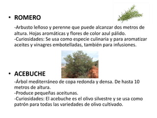 • ROMERO
-Arbusto leñoso y perenne que puede alcanzar dos metros de
altura. Hojas aromáticas y flores de color azul pálido.
-Curiosidades: Se usa como especie culinaria y para aromatizar
aceites y vinagres embotelladas, también para infusiones.
• ACEBUCHE
-Árbol mediterráneo de copa redonda y densa. De hasta 10
metros de altura.
-Produce pequeñas aceitunas.
-Curiosidades: El acebuche es el olivo silvestre y se usa como
patrón para todas las variedades de olivo cultivado.
 