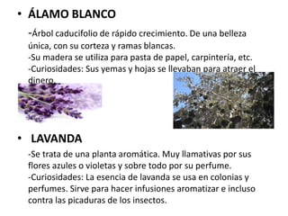 • ÁLAMO BLANCO
-Árbol caducifolio de rápido crecimiento. De una belleza
única, con su corteza y ramas blancas.
-Su madera se utiliza para pasta de papel, carpintería, etc.
-Curiosidades: Sus yemas y hojas se llevaban para atraer el
dinero.
• LAVANDA
-Se trata de una planta aromática. Muy llamativas por sus
flores azules o violetas y sobre todo por su perfume.
-Curiosidades: La esencia de lavanda se usa en colonias y
perfumes. Sirve para hacer infusiones aromatizar e incluso
contra las picaduras de los insectos.
 