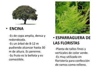 • ENCINA
-Es de copa amplia, densa y
redondeada.
-Es un árbol de 8-12 m
pudiendo alcanzar hasta 30
m de altura. Es perenne.
-Su fruto es la bellota y es
comestible.
• ESPARRAGUERA DE
LAS FLORISTAS
-Planta de tallos finos y
verticales de color verde.
-Es muy utilizada en
floristería para confección
de ramos como relleno.
 