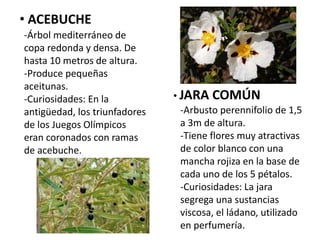 • ACEBUCHE
-Árbol mediterráneo de
copa redonda y densa. De
hasta 10 metros de altura.
-Produce pequeñas
aceitunas.
-Curiosidades: En la
antigüedad, los triunfadores
de los Juegos Olímpicos
eran coronados con ramas
de acebuche.
• JARA COMÚN
-Arbusto perennifolio de 1,5
a 3m de altura.
-Tiene flores muy atractivas
de color blanco con una
mancha rojiza en la base de
cada uno de los 5 pétalos.
-Curiosidades: La jara
segrega una sustancias
viscosa, el ládano, utilizado
en perfumería.
 