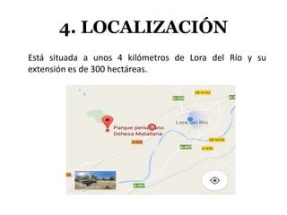 4. LOCALIZACIÓN
Está situada a unos 4 kilómetros de Lora del Río y su
extensión es de 300 hectáreas.
 