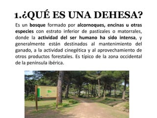 1.¿QUÉ ES UNA DEHESA?
Es un bosque formado por alcornoques, encinas u otras
especies con estrato inferior de pastizales o matorrales,
donde la actividad del ser humano ha sido intensa, y
generalmente están destinados al mantenimiento del
ganado, a la actividad cinegética y al aprovechamiento de
otros productos forestales. Es típico de la zona occidental
de la península ibérica.
 