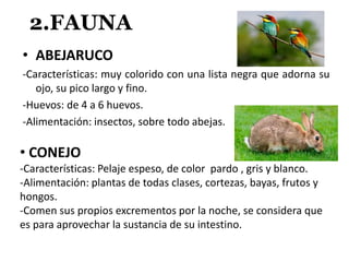 2.FAUNA
• ABEJARUCO
-Características: muy colorido con una lista negra que adorna su
ojo, su pico largo y fino.
-Huevos: de 4 a 6 huevos.
-Alimentación: insectos, sobre todo abejas.
• CONEJO
-Características: Pelaje espeso, de color pardo , gris y blanco.
-Alimentación: plantas de todas clases, cortezas, bayas, frutos y
hongos.
-Comen sus propios excrementos por la noche, se considera que
es para aprovechar la sustancia de su intestino.
 