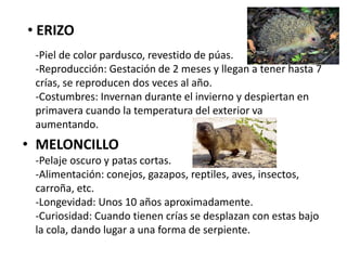 • ERIZO
-Piel de color pardusco, revestido de púas.
-Reproducción: Gestación de 2 meses y llegan a tener hasta 7
crías, se reproducen dos veces al año.
-Costumbres: Invernan durante el invierno y despiertan en
primavera cuando la temperatura del exterior va
aumentando.
• MELONCILLO
-Pelaje oscuro y patas cortas.
-Alimentación: conejos, gazapos, reptiles, aves, insectos,
carroña, etc.
-Longevidad: Unos 10 años aproximadamente.
-Curiosidad: Cuando tienen crías se desplazan con estas bajo
la cola, dando lugar a una forma de serpiente.
 