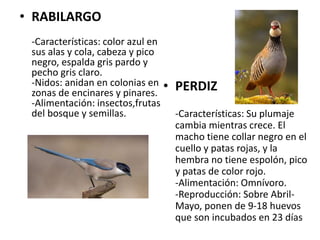 • RABILARGO
-Características: color azul en
sus alas y cola, cabeza y pico
negro, espalda gris pardo y
pecho gris claro.
-Nidos: anidan en colonias en
zonas de encinares y pinares.
-Alimentación: insectos,frutas
del bosque y semillas.
• PERDIZ
-Características: Su plumaje
cambia mientras crece. El
macho tiene collar negro en el
cuello y patas rojas, y la
hembra no tiene espolón, pico
y patas de color rojo.
-Alimentación: Omnívoro.
-Reproducción: Sobre Abril-
Mayo, ponen de 9-18 huevos
que son incubados en 23 días
 
