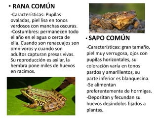 • RANA COMÚN
-Características: Pupilas
ovaladas, piel lisa en tonos
verdosos con manchas oscuras.
-Costumbres: permanecen todo
el año en el agua o cerca de
ella. Cuando son renacuajos son
omnívoros y cuando son
adultos capturan presas vivas.
Su reproducción es axilar, la
hembra pone miles de huevos
en racimos.
• SAPO COMÚN
-Características: gran tamaño,
piel muy verrugosa, ojos con
pupilas horizontales, su
coloración varía en tonos
pardos y amarillentos, su
parte inferior es blanquecina.
-Se alimentan
preferentemente de hormigas.
-Depositan y fecundan su
huevos dejándolos fijados a
plantas.
 