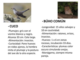 • CUCO
-Plumajes: gris con el
vientre blanco y negro.
Alcanza 33 cm. Cola larga.
-Alimentación: insectos.
-Curiosidad: Pone huevos
en nidos ajenos, la hembra
imita el plumaje y la postura
del ave de la otra especie.
• BÚHO COMÚN
-Longevidad: 15 años salvajes y
10 en cautividad.
-Alimentación: ratones, erizos,
insectos.
-Huevos: 1 a 6 en zonas
rocosas, incubación 33 días.
-Características: plumas color
oscuro simulando orejas.
-Monógamo, siempre misma
pareja.
 