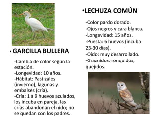 • GARCILLA BULLERA
-Cambia de color según la
estación.
-Longevidad: 10 años.
-Hábitat: Pastizales
(invierno), lagunas y
embalses (cría).
-Cría: 1 a 9 huevos azulados,
los incuba en pareja, las
crías abandonan el nido; no
se quedan con los padres.
•LECHUZA COMÚN
-Color pardo dorado.
-Ojos negros y cara blanca.
-Longevidad: 15 años.
-Puesta: 6 huevos (incuba
23-30 días).
-Oído: muy desarrollado.
-Graznidos: ronquidos,
quejidos.
 