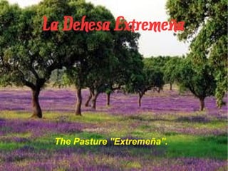 La Dehesa Extremeña
The Pasture ''Extremeña''.
 