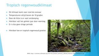 Tropisch regenwoudklimaat
 Dit klimaat komt voor rond de evenaar
 Temperaturen altijd boven de 18 graden
 Door de hitte is er veel verdamping
 Hierdoor valt het gehele jaar door neerslag.
 Er is dus geen droge periode
 Hierdoor kan er tropisch regenwoud groeien
BRON: https://commons.wikimedia.org/wiki/File:Lowland_rainforest,_Masoala_National_Park,_Madagascar.jpg
 