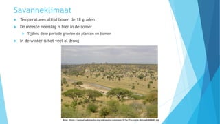 Savanneklimaat
 Temperaturen altijd boven de 18 graden
 De meeste neerslag is hier in de zomer
 Tijdens deze periode groeien de planten en bomen
 In de winter is het veel al droog
Bron: https://upload.wikimedia.org/wikipedia/commons/5/5a/Tarangire-Natpark800600.jpg
 