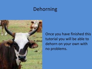 Dehorning Once you have finished this tutorial you will be able to dehorn on your own with no problems. 