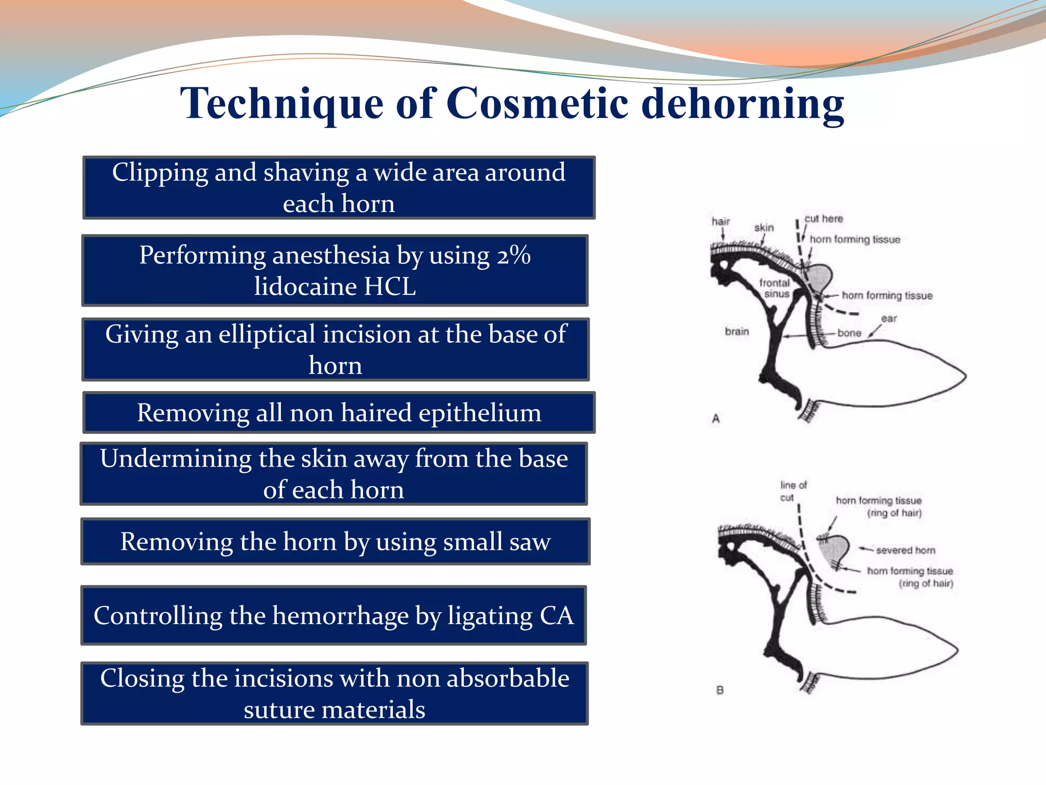 Technique of Cosmetic dehorning
Clipping and shaving a wide area around
each horn
Giving an elliptical incision at the base of
horn
Removing all non haired epithelium
Undermining the skin away from the base
of each horn
Removing the horn by using small saw
Controlling the hemorrhage by ligating CA
Closing the incisions with non absorbable
suture materials
Performing anesthesia by using 2%
lidocaine HCL
 
