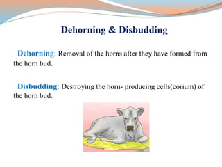 Dehorning & Disbudding
Dehorning: Removal of the horns after they have formed from
the horn bud.
Disbudding: Destroying the horn- producing cells(corium) of
the horn bud.
 