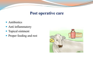 Post operative care
 Antibiotics
 Anti inflammatory
 Topical ointment
 Proper feeding and rest
 