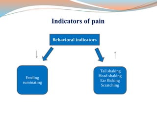 Indicators of pain
Behavioral indicators
Feeding
ruminating
Tail shaking
Head shaking
Ear flicking
Scratching
 