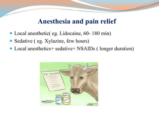 Anesthesia and pain relief
 Local anesthetic( eg. Lidocaine, 60- 180 min)
 Sedative ( eg. Xylazine, few hours)
 Local anesthetics+ sedative+ NSAIDs ( longer duration)
 
