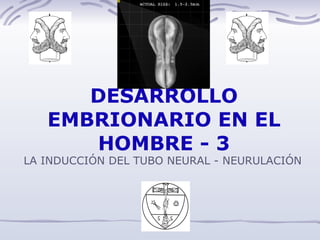 DESARROLLO EMBRIONARIO EN EL HOMBRE - 3 LA INDUCCIÓN DEL TUBO NEURAL - NEURULACIÓN 