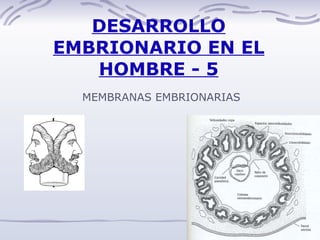 DESARROLLO EMBRIONARIO EN EL HOMBRE - 5 MEMBRANAS EMBRIONARIAS 