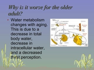 Why is it worse for the older adult? Water metabolism changes with aging.  This is due to a decrease in total body water, decrease in intracellular water, and a decreased thirst perception. 