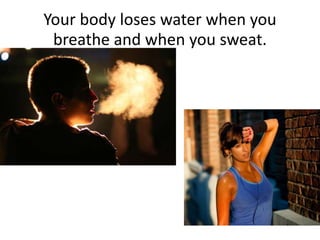 Your body loses water when you
breathe and when you sweat.
 