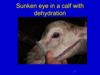 Sunken eye in a calf with
dehydration
 