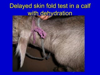 Delayed skin fold test in a calf
with dehydration
 