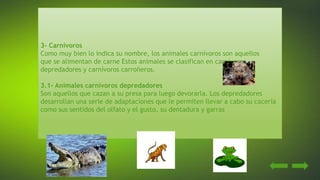 3- Carnívoros
Como muy bien lo indica su nombre, los animales carnívoros son aquellos
que se alimentan de carne Estos animales se clasifican en carnívoros
depredadores y carnívoros carroñeros.
3.1- Animales carnívoros depredadores
Son aquellos que cazan a su presa para luego devorarla. Los depredadores
desarrollan una serie de adaptaciones que le permiten llevar a cabo su cacería
como sus sentidos del olfato y el gusto, su dentadura y garras
 