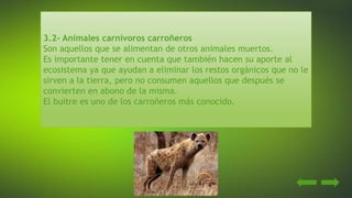 3.2- Animales carnívoros carroñeros
Son aquellos que se alimentan de otros animales muertos.
Es importante tener en cuenta que también hacen su aporte al
ecosistema ya que ayudan a eliminar los restos orgánicos que no le
sirven a la tierra, pero no consumen aquellos que después se
convierten en abono de la misma.
El buitre es uno de los carroñeros más conocido.
 