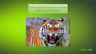 Video clasificación de los animales
según su alimentación
 