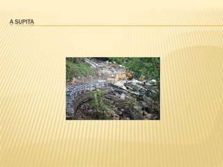 A SUPITA
 