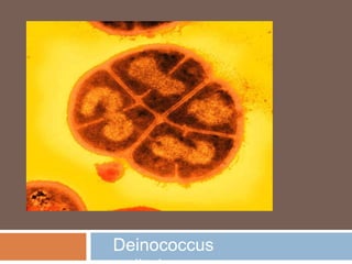 Deinococcusradiodurans 