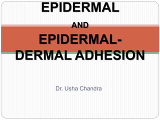 Dr. Usha Chandra
EPIDERMAL
AND
EPIDERMAL-
DERMAL ADHESION
 