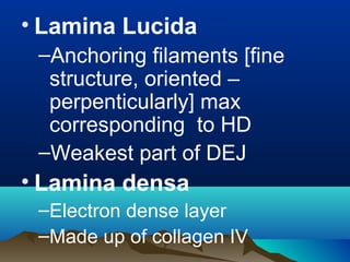 • Lamina Lucida
–Anchoring filaments [fine
structure, oriented –
perpenticularly] max
corresponding to HD
–Weakest part of DEJ
• Lamina densa
–Electron dense layer
–Made up of collagen IV
 