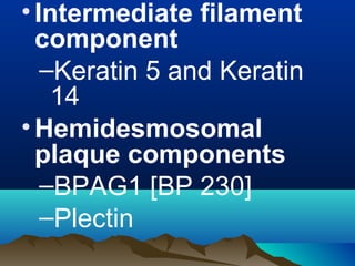 •Intermediate filament
component
–Keratin 5 and Keratin
14
•Hemidesmosomal
plaque components
–BPAG1 [BP 230]
–Plectin
 