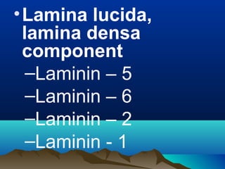 •Lamina lucida,
lamina densa
component
–Laminin – 5
–Laminin – 6
–Laminin – 2
–Laminin - 1
 